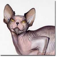 Watercolour Cat Portrait, of a Sphynx cat,  by Joanna Culley