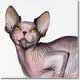 Watercolour Cat Portrait, of a Sphynx cat,  by Joanna Culley