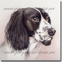 Pet Portrait of a Springer Spaniel, Holly, by Joanna Culley, Pet Portrait Artist