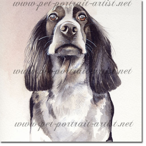 Dog portrait of a Springer Spaniel, Gypsie, by Joanna Culley, acclaimed animal artist