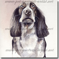 Pet Portrait of a Springer Spaniel, Gypsie, by Joanna Culley, Pet Portrait Artist