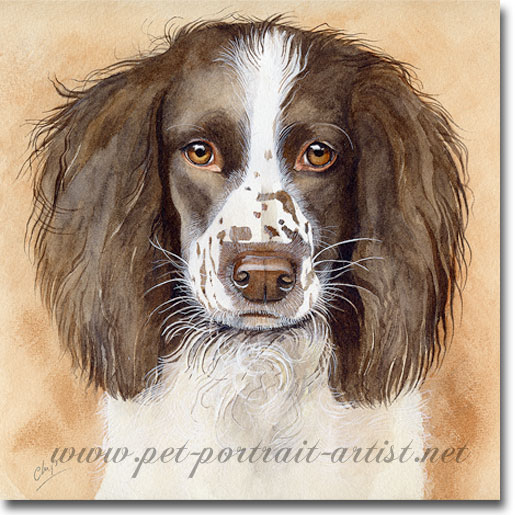 Springer Spaniel, Dog Portraits by Joanna Culley acclaimed animal artist