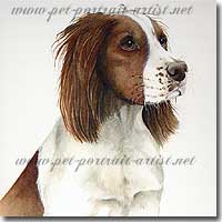 Pet Portrait of a Springer Spaniel, by Joanna Culley, Pet Portrait Artist