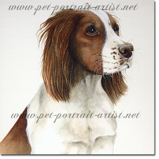 Portrait of a Springer Spaniel Dog, by Joanna Culley
