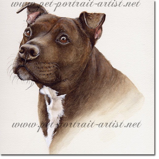 Portrait of a staffordshire bull terrier dog, by Joanna Culley