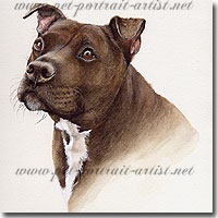 Pet Portrait of a staffordshire bull terrier in watercolour - Click on Image for Larger View