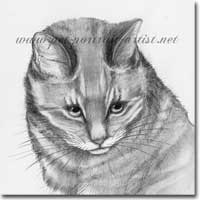 Pencil Cat Portrait, by Joanna Culley, Pet Portrait Artist
