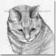 Pencil Portrait of Tabitha, a cat, by Joanna Culley