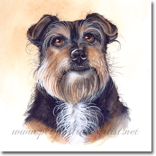 Jemma, terrier, watercolour Pet Portrait by Joanna Culley