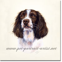 Dog Portrait of a Springer Spaniel .