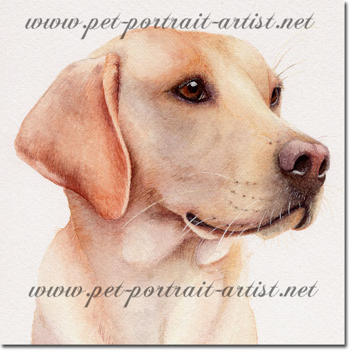 Portrait of a Labrador, Tom, by Joanna Culley