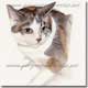 Watercolour Portrait of a cat, Elf, by Joanna Culley