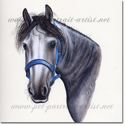 Horse portrait in Watercolour - Ryan, by Joanna Culley
