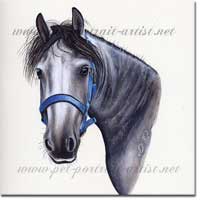 Horse Portrait - Ryan, a grey horse