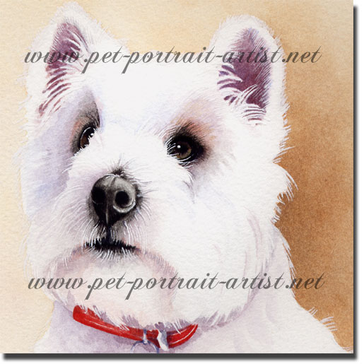 Portrait of a West Highland Terrier, Bella, by Joanna Culley