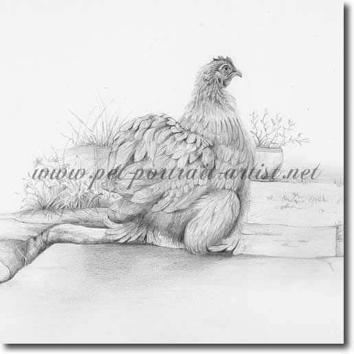 Pencil Drawing of a Chicken' 