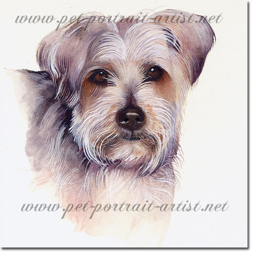 Watercolour Portrait of a Yorkshire Terrier Dog,  by Joanna Culley